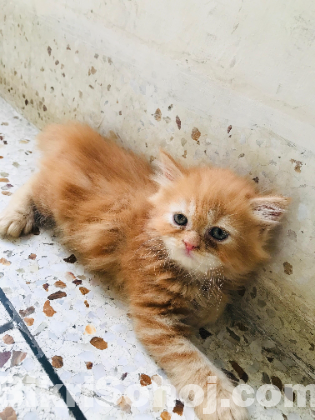 Traditional Persian Kitten